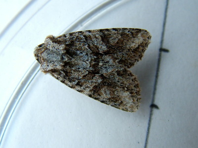 Brindled Green